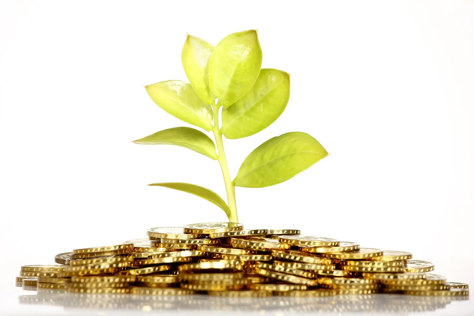 BSS Micro finance